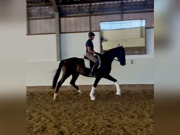 Koń oldenburski Wałach 3 lat 172 cm Kara in Reinsdorf