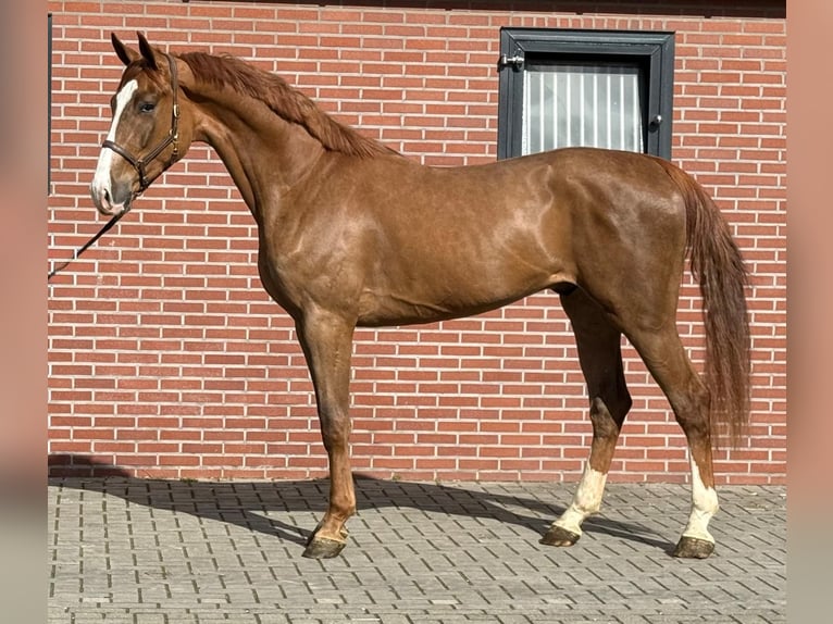 Koń oldenburski Wałach 3 lat 172 cm  in GROTE-BROGEL