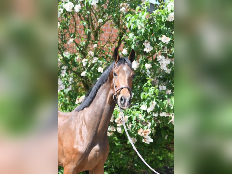 Koń oldenburski Wałach 3 lat 174 cm Gniada in Geilenkirchen