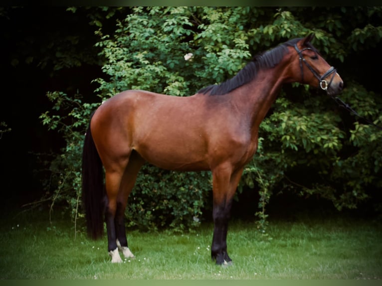 Koń oldenburski Wałach 3 lat 174 cm Gniada in Bassum