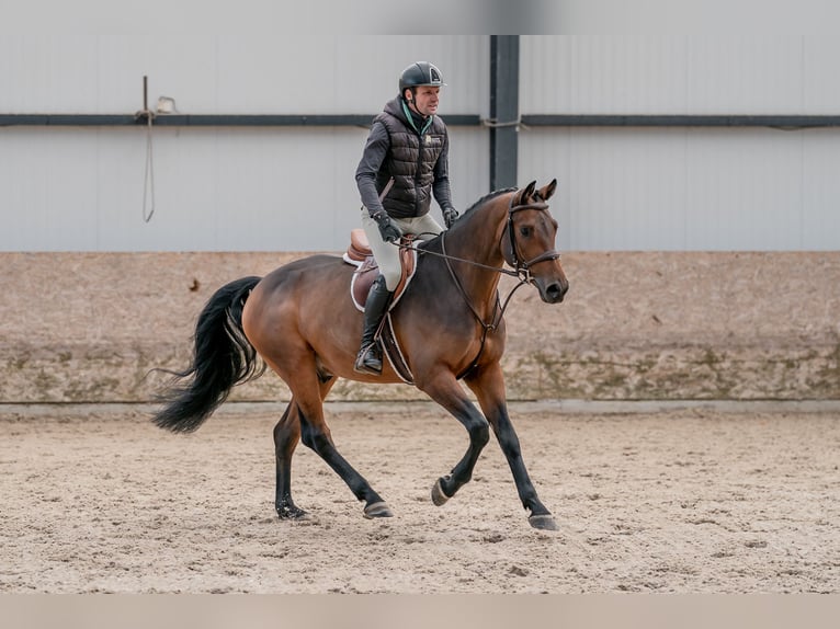 Koń oldenburski Wałach 4 lat 160 cm in Zduchovice