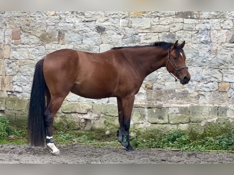 Koń oldenburski Wałach 4 lat 161 cm Gniada in Region Prag