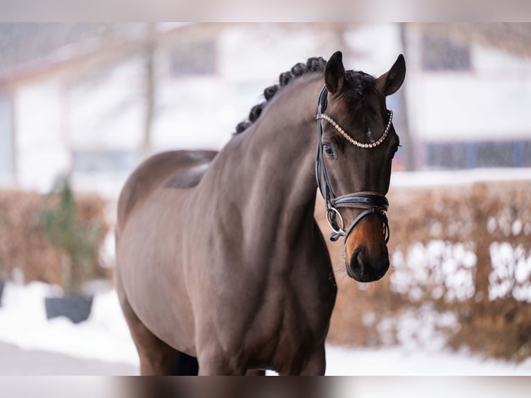 Koń oldenburski Wałach 4 lat 162 cm Ciemnogniada in Wehringen