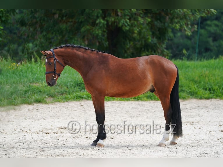 Koń oldenburski Wałach 4 lat 162 cm Gniada in Tyn nad Vltavou