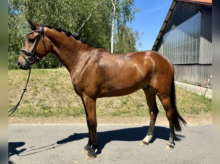 Koń oldenburski Wałach 4 lat 162 cm Gniada in Phöben