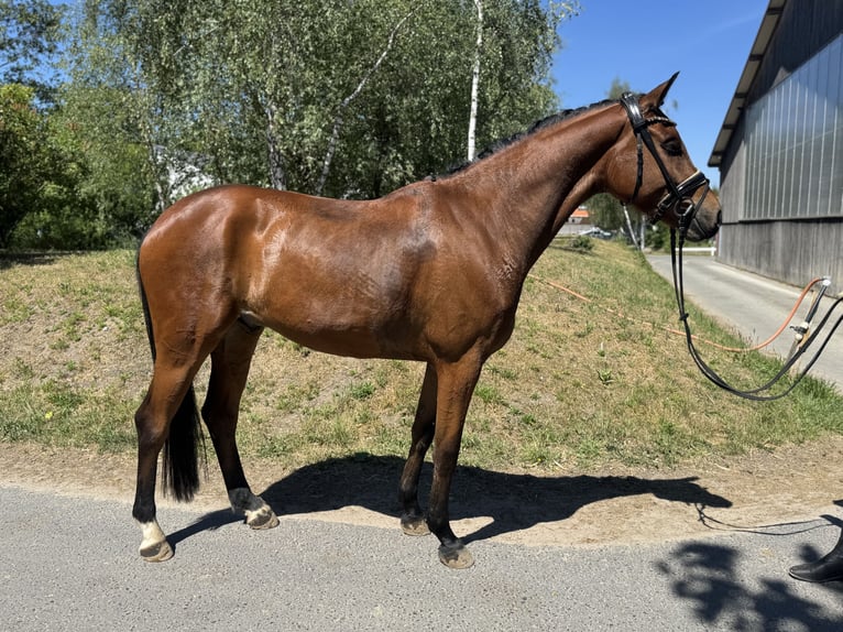 Koń oldenburski Wałach 4 lat 162 cm Gniada in Phöben