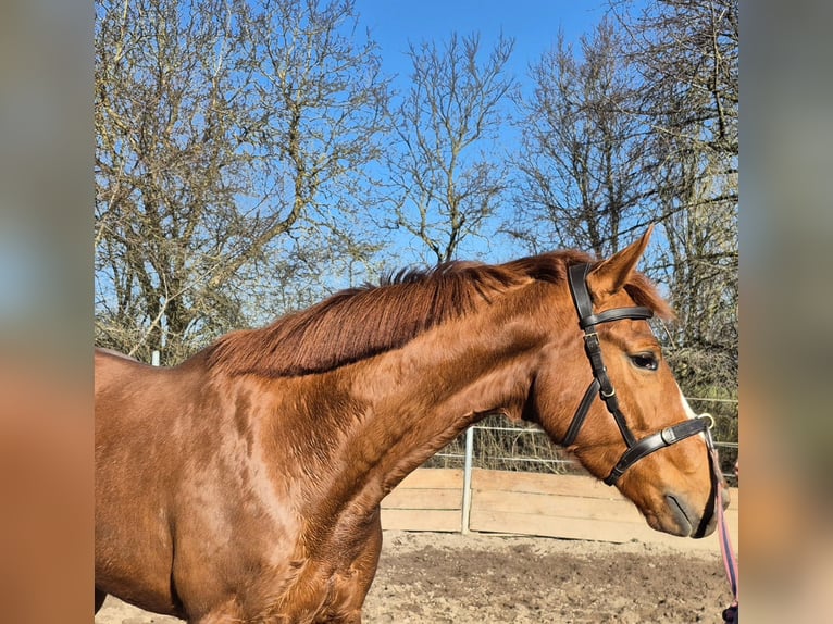 Koń oldenburski Wałach 4 lat 162 cm Kasztanowata in Bruchsal