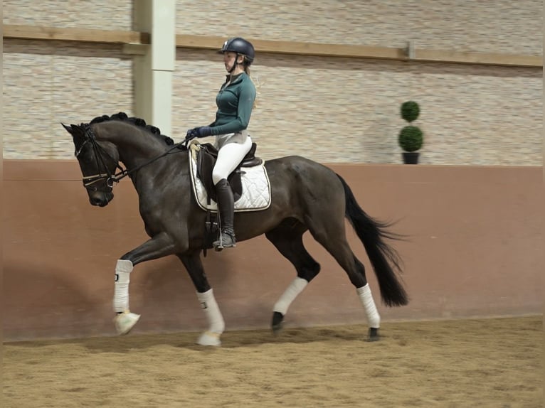Koń oldenburski Wałach 4 lat 162 cm Skarogniada in Wehringen