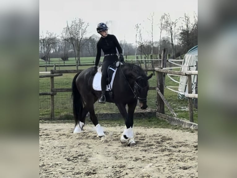 Koń oldenburski Wałach 4 lat 164 cm Ciemnogniada in Coesfeld