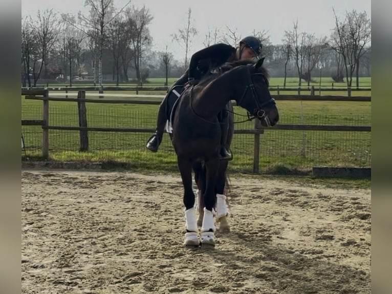 Koń oldenburski Wałach 4 lat 164 cm Ciemnogniada in Coesfeld