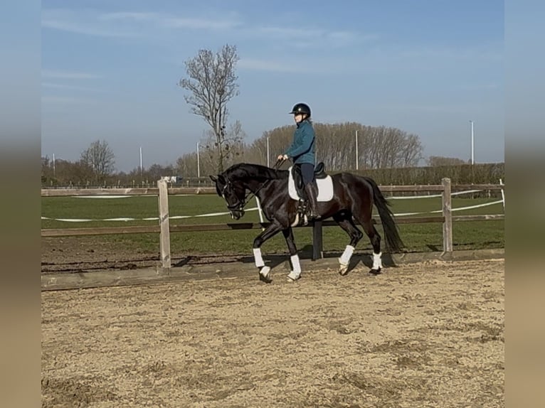 Koń oldenburski Wałach 4 lat 164 cm Kara in Diepenbeek