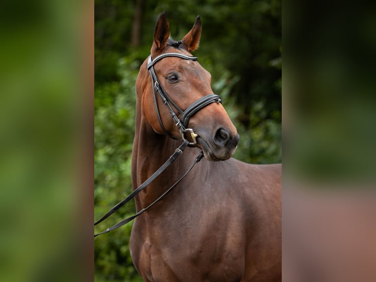 Koń oldenburski Wałach 4 lat 165 cm Gniada in Siegen