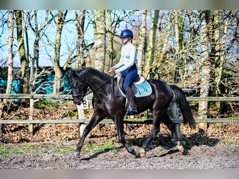 Koń oldenburski Wałach 4 lat 165 cm Kara in Renesse