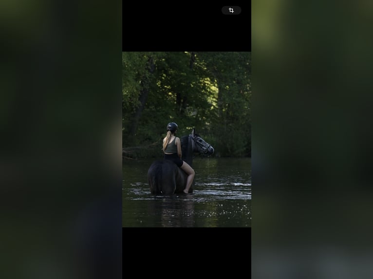 Koń oldenburski Wałach 4 lat 165 cm Siwa in Wedemark
