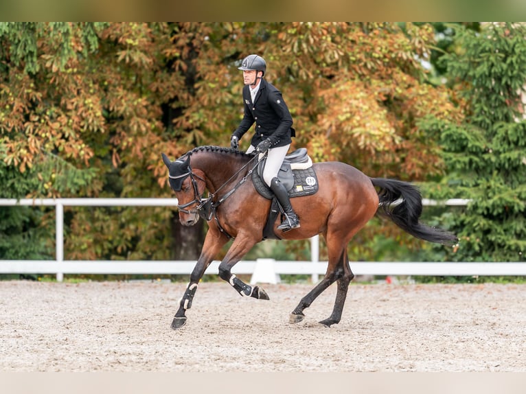 Koń oldenburski Wałach 4 lat 166 cm Ciemnogniada in Zduchovice
