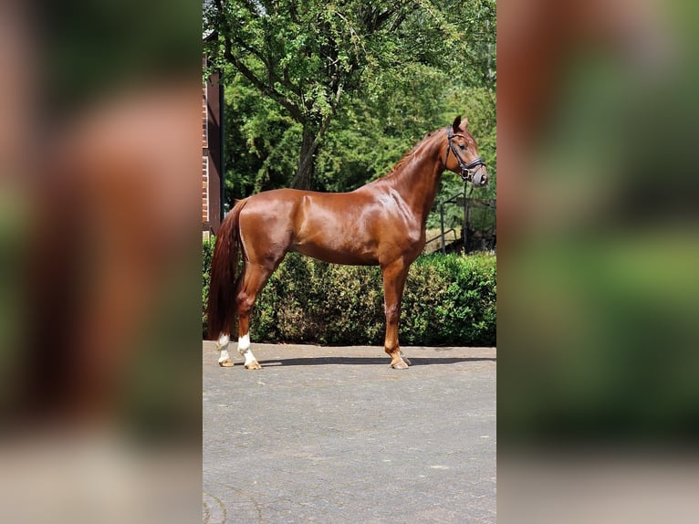 Koń oldenburski Wałach 4 lat 166 cm Ciemnokasztanowata in Warendorf