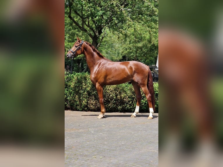 Koń oldenburski Wałach 4 lat 166 cm Ciemnokasztanowata in Warendorf