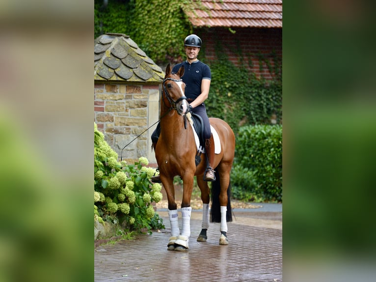 Koń oldenburski Wałach 4 lat 166 cm Gniada in Neuenkirchen