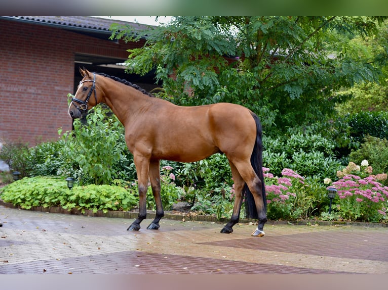 Koń oldenburski Wałach 4 lat 166 cm Gniada in Neuenkirchen
