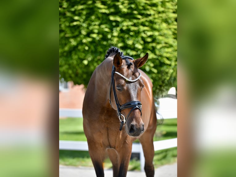 Koń oldenburski Wałach 4 lat 166 cm Gniada in Vechta