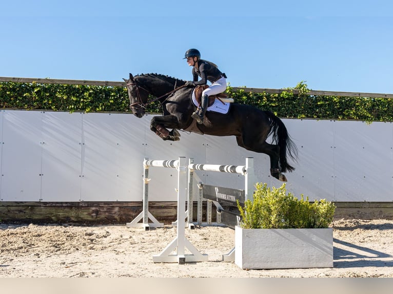 Koń oldenburski Wałach 4 lat 166 cm Kara in Waddinxveen