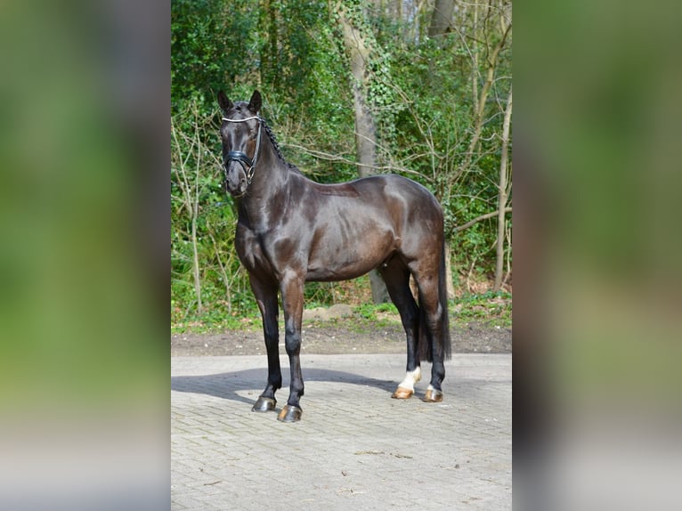 Koń oldenburski Wałach 4 lat 166 cm Skarogniada in Vechta