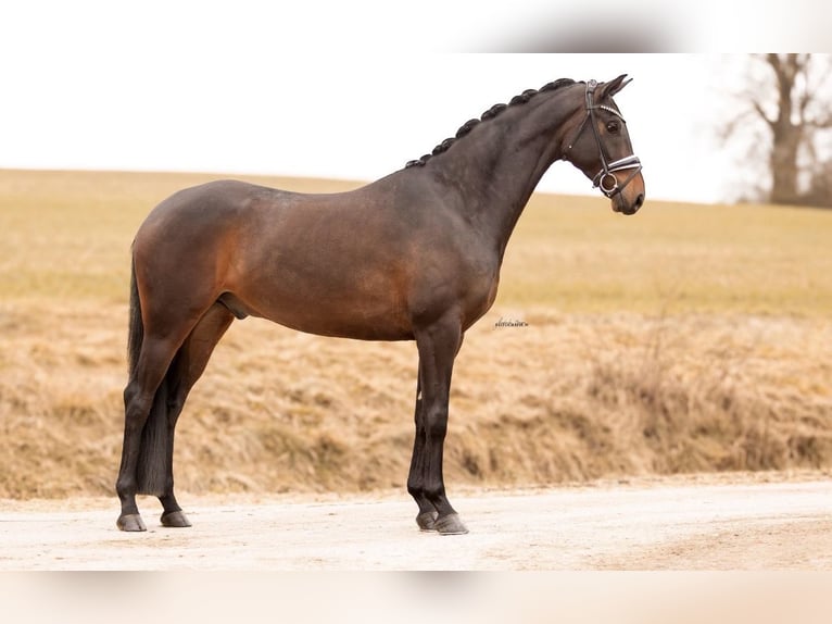 Koń oldenburski Wałach 4 lat 167 cm Ciemnogniada in Lehrberg