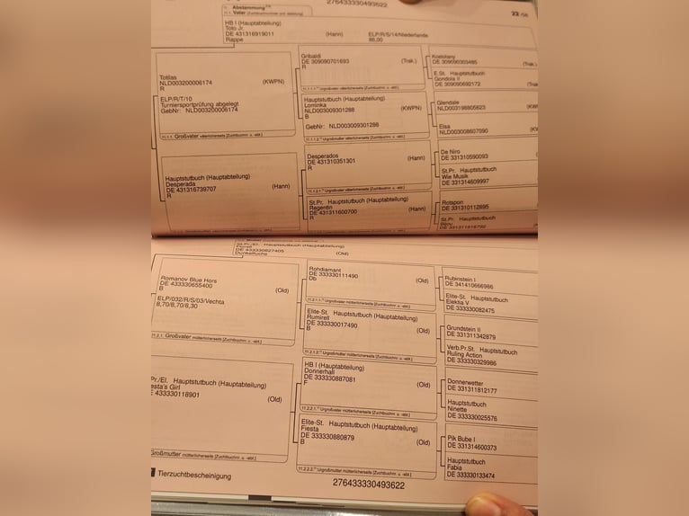 Koń oldenburski Wałach 4 lat 167 cm Gniada in Gyula