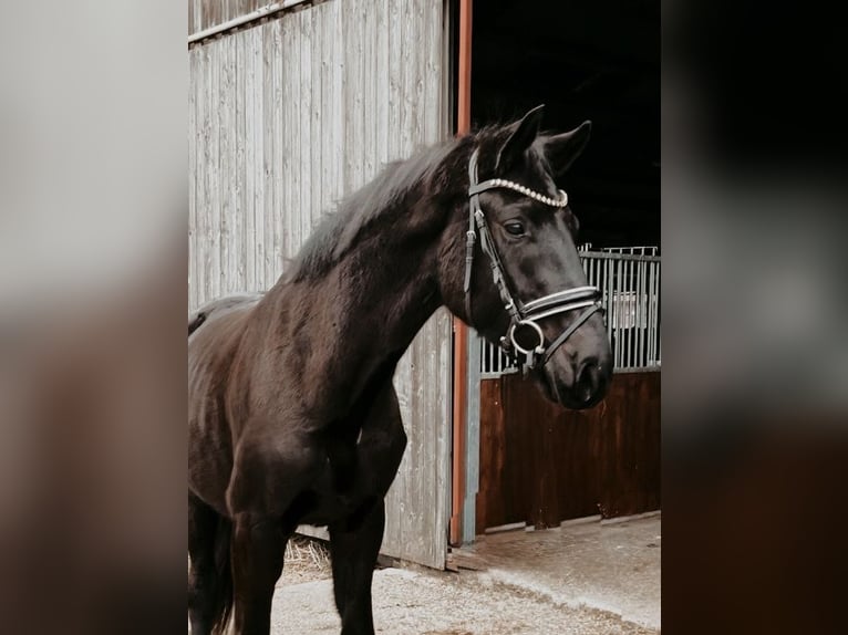 Koń oldenburski Wałach 4 lat 167 cm Kara in Rochau