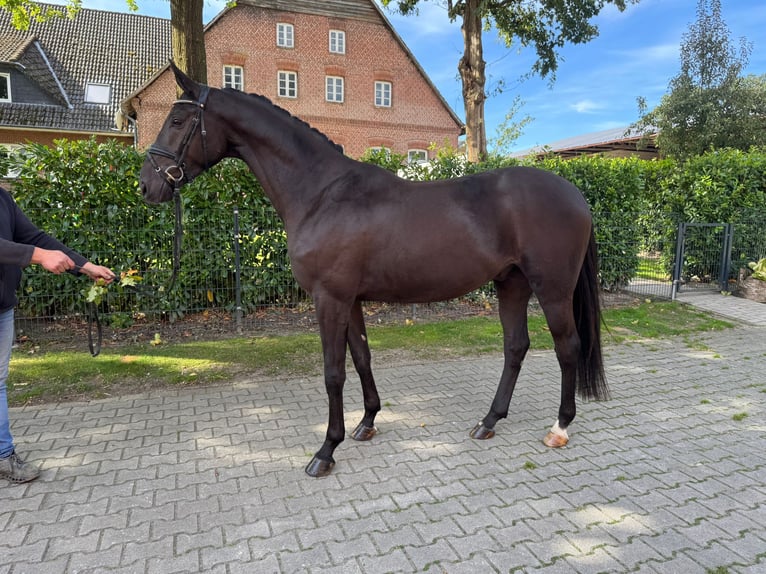 Koń oldenburski Mix Wałach 4 lat 167 cm Kara in Schneverdingen