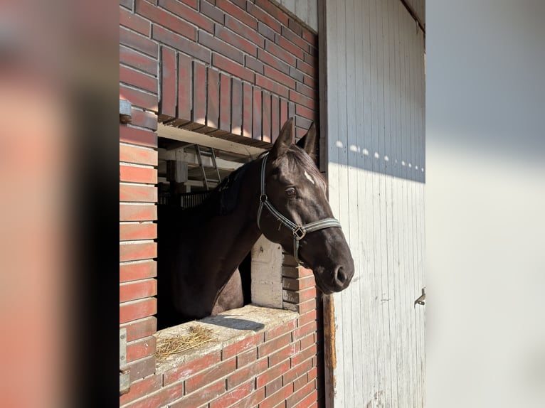 Koń oldenburski Mix Wałach 4 lat 167 cm Kara in Schneverdingen