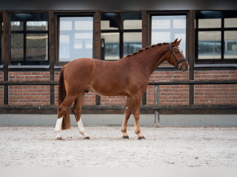 Koń oldenburski Wałach 4 lat 167 cm Kasztanowata in Heidesheim am Rhein