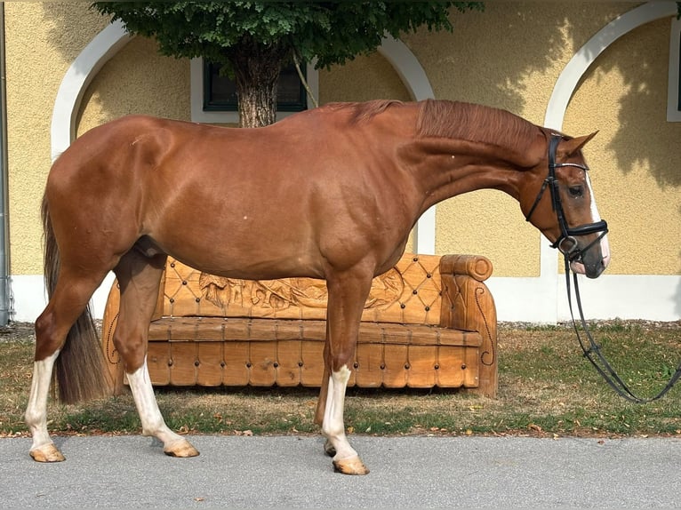Koń oldenburski Wałach 4 lat 167 cm Kasztanowata in Stadl-Paura