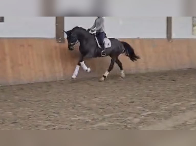 Koń oldenburski Wałach 4 lat 167 cm Skarogniada in Holzen