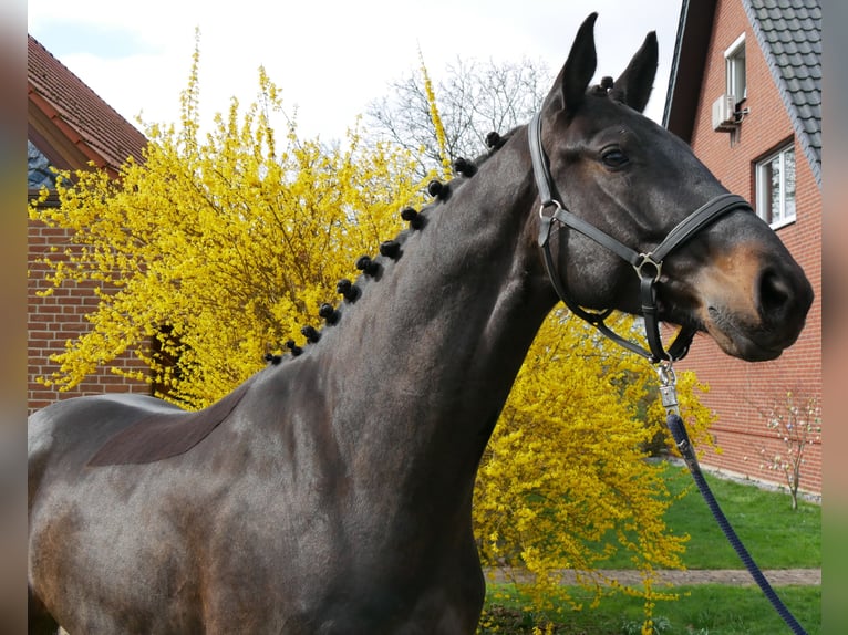 Koń oldenburski Wałach 4 lat 167 cm Skarogniada in Dorsten