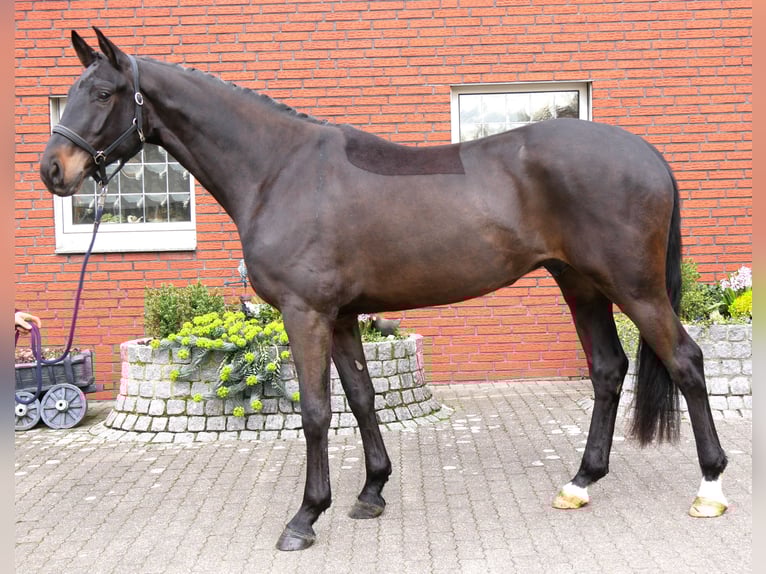 Koń oldenburski Wałach 4 lat 167 cm Skarogniada in Dorsten