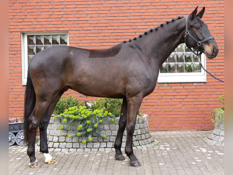 Koń oldenburski Wałach 4 lat 167 cm Skarogniada in Dorsten