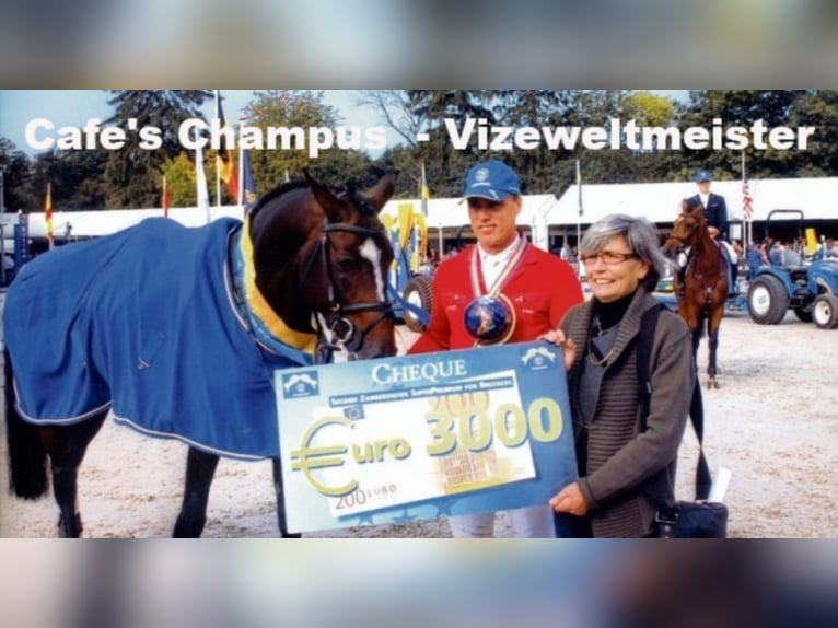 Koń oldenburski Wałach 4 lat 168 cm Gniada in Bramsche