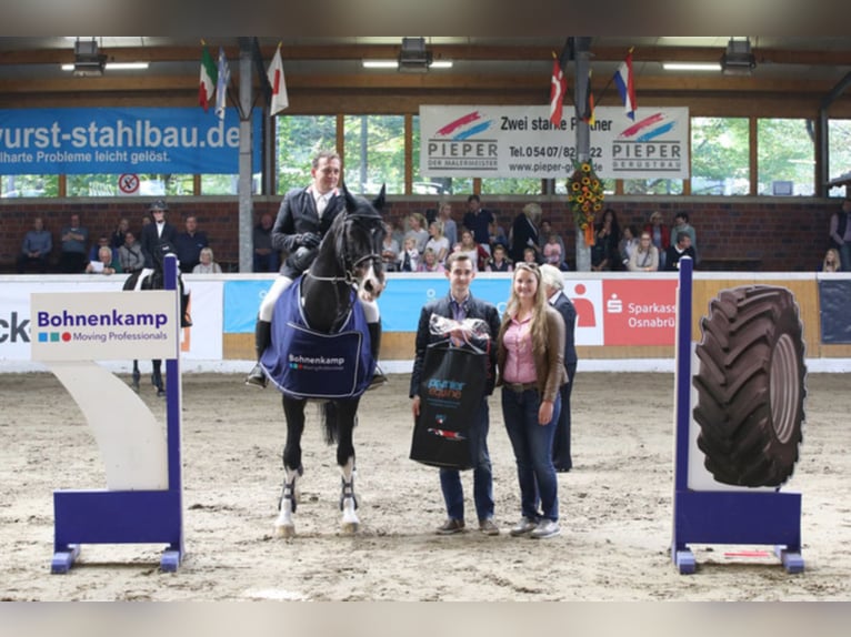 Koń oldenburski Wałach 4 lat 168 cm Gniada in Bramsche