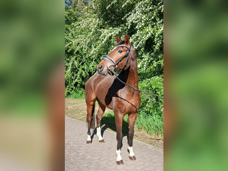 Koń oldenburski Wałach 4 lat 168 cm Gniada in Barenburg