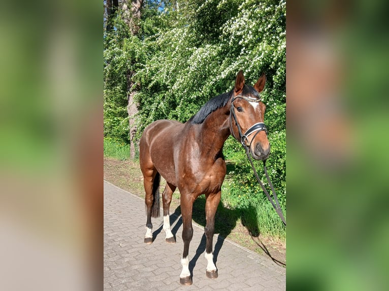 Koń oldenburski Wałach 4 lat 168 cm Gniada in Barenburg