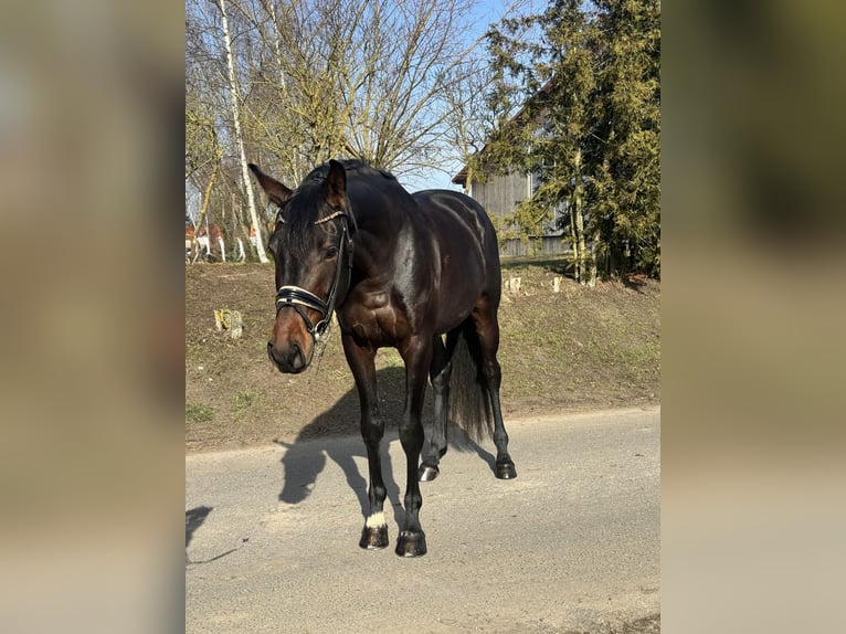 Koń oldenburski Wałach 4 lat 168 cm Gniada in Phöben