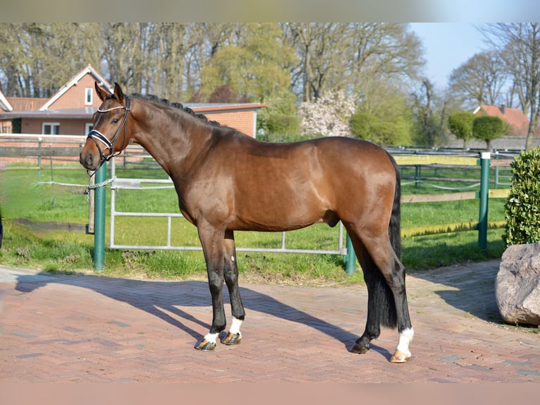 Koń oldenburski Wałach 4 lat 168 cm Gniada in Vechta