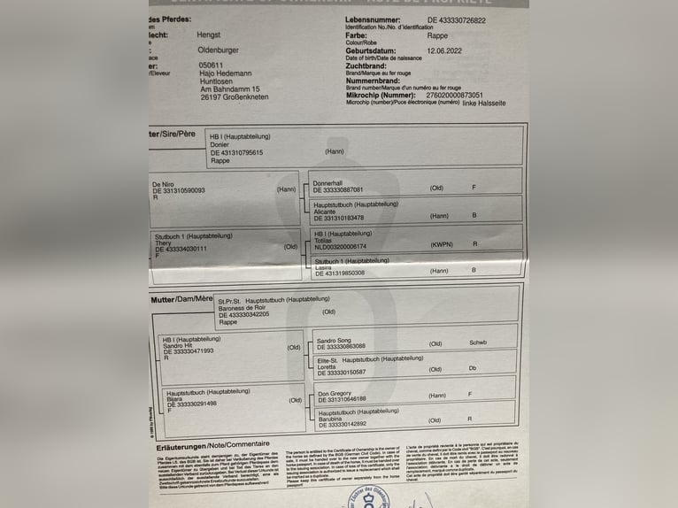 Koń oldenburski Wałach 4 lat 168 cm Kara in Großenkneten