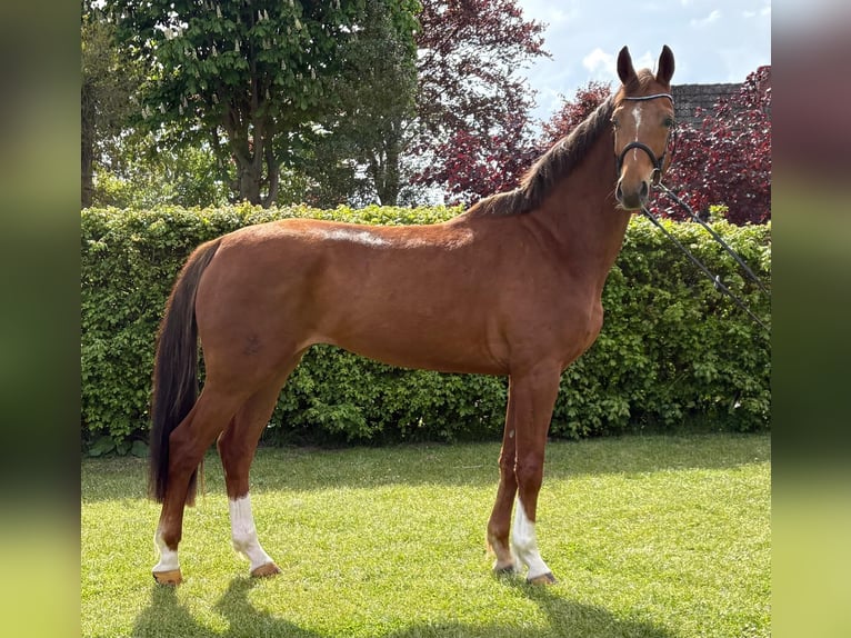 Koń oldenburski Wałach 4 lat 168 cm Kasztanowata in Immenstedt