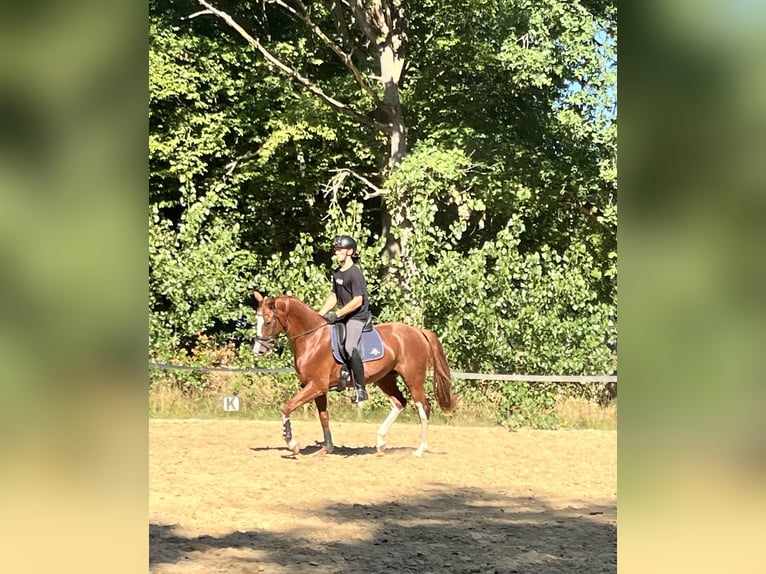 Koń oldenburski Wałach 4 lat 169 cm Ciemnokasztanowata in Möckern
