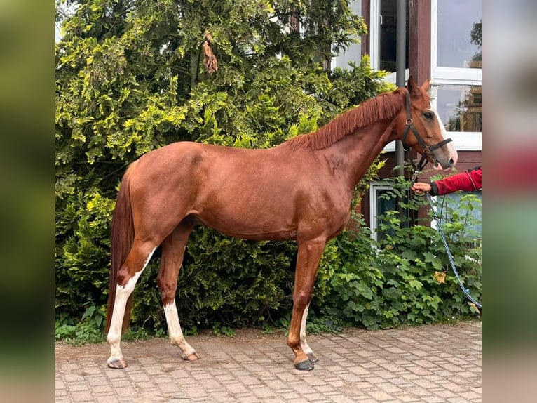 Koń oldenburski Wałach 4 lat 169 cm Ciemnokasztanowata in Möckern
