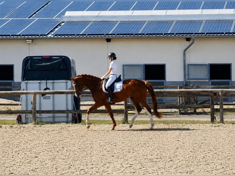 Koń oldenburski Wałach 4 lat 169 cm Ciemnokasztanowata in Möckern