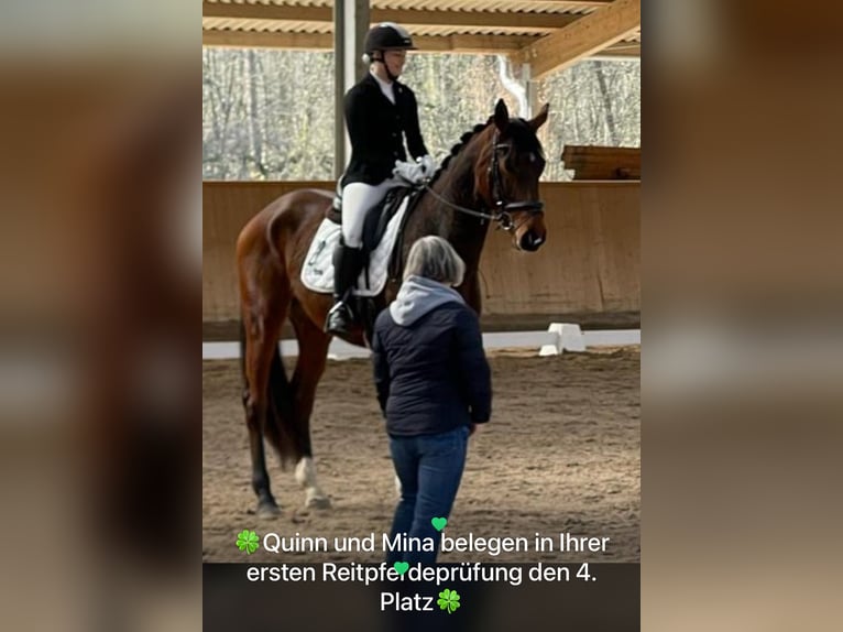 Koń oldenburski Wałach 4 lat 170 cm Ciemnogniada in GundelfingeN