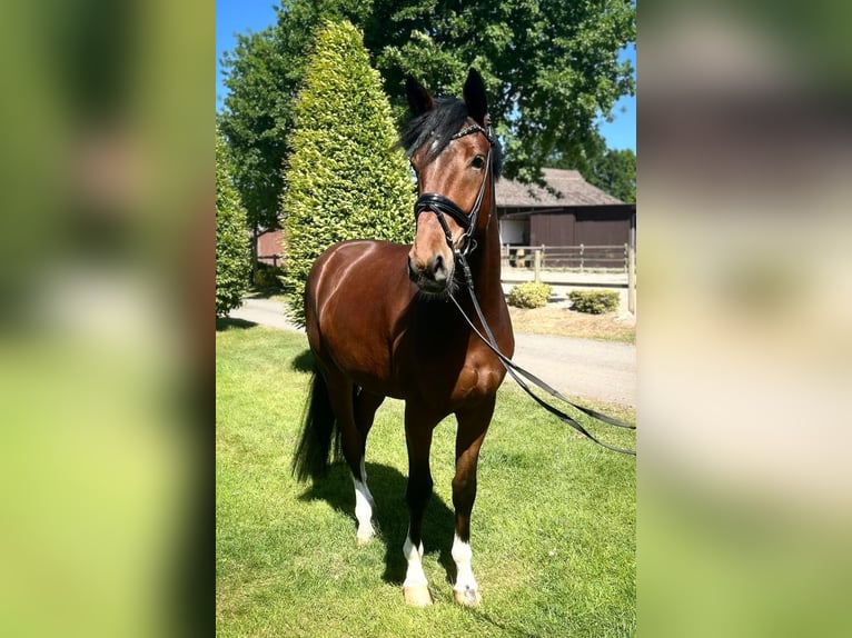 Koń oldenburski Wałach 4 lat 170 cm Ciemnogniada in Damme